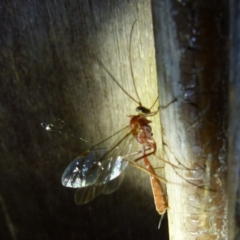 Unidentified Parasitic wasp (numerous families) at Boro, NSW - 4 Jun 2021 by Paul4K