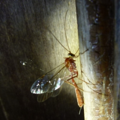 Unidentified Parasitic wasp (numerous families) at Boro, NSW - 4 Jun 2021 by Paul4K