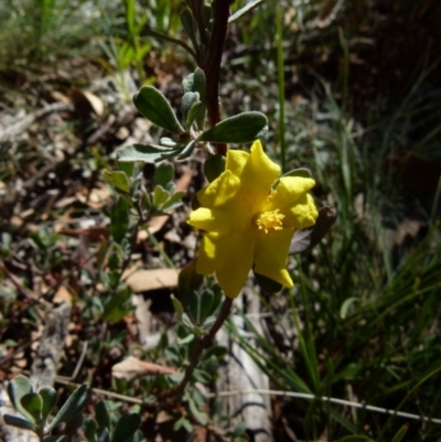Hibbertia obtusifolia (Grey Guinea-flower) at Boro - 6 Jun 2021 by Paul4K