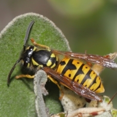 Vespula germanica (European wasp) at Acton, ACT - 28 May 2021 by TimL