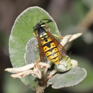 Vespula germanica at Acton, ACT - 28 May 2021