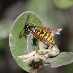 Vespula germanica at Acton, ACT - 28 May 2021