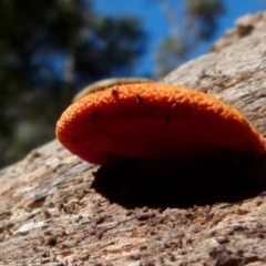 Unverified Fungus by Paul4K