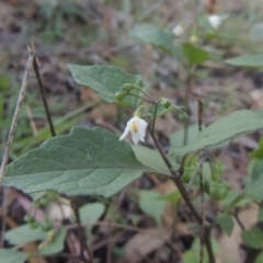 Solanum nigrum (Black Nightshade) at Rob Roy Range - 30 Mar 2021 by michaelb