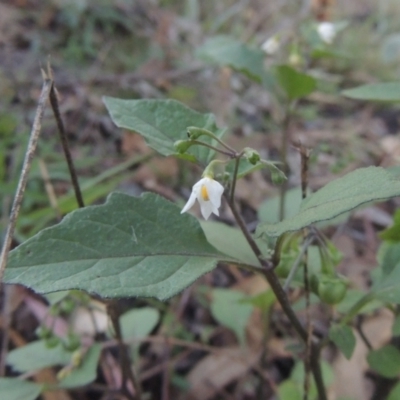 Solanum nigrum (Black Nightshade) at Conder, ACT - 30 Mar 2021 by MichaelBedingfield