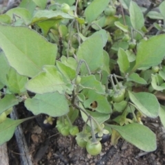 Solanum nigrum at Conder, ACT - 30 Mar 2021 07:44 PM