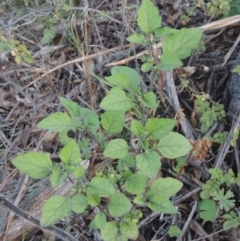 Solanum nigrum at Conder, ACT - 30 Mar 2021 07:44 PM