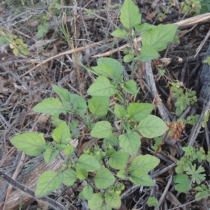 Solanum nigrum at Conder, ACT - 30 Mar 2021 07:44 PM