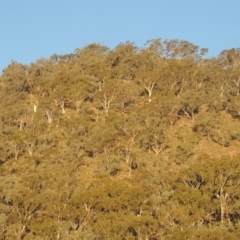 Eucalyptus rossii (Inland Scribbly Gum) at Rob Roy Range - 30 Mar 2021 by michaelb