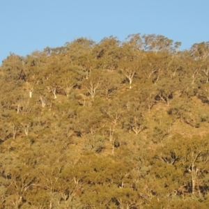 Eucalyptus rossii at Conder, ACT - 30 Mar 2021