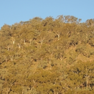 Eucalyptus rossii at Rob Roy Range - 30 Mar 2021 07:49 PM