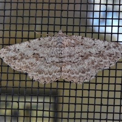Psilosticha absorpta (Fine-waved Bark Moth) at Wanniassa, ACT - 5 Jun 2021 by JohnBundock