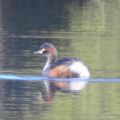 Tachybaptus novaehollandiae (Australasian Grebe) at Lower Boro, NSW - 6 Jun 2021 by mcleana