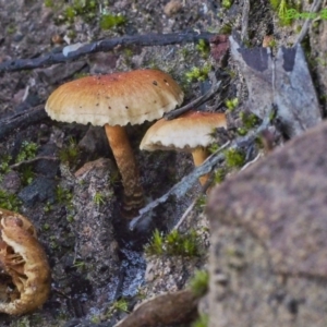 zz agaric (stem; gills not white/cream) at Acton, ACT - 21 May 2021 12:29 PM