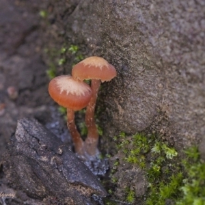 zz agaric (stem; gill colour unknown) at Acton, ACT - 21 May 2021