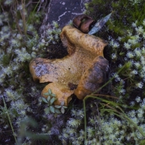 Scleroderma sp. at Acton, ACT - 21 May 2021