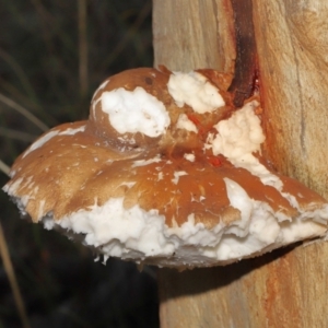 Laetiporus portentosus at Downer, ACT - suppressed