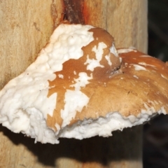 Laetiporus portentosus at Downer, ACT - suppressed