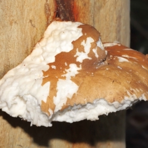 Laetiporus portentosus at Downer, ACT - suppressed