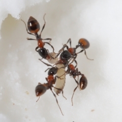 Chelaner kiliani (Kilian's ant) at Downer, ACT - 4 Jun 2021 by TimL