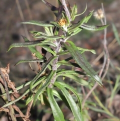Coronidium oxylepis subsp. lanatum at Acton, ACT - 2 Jun 2021