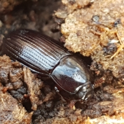 Uloma (Uloma) sanguinipes (Darkling beetle) at Watson, ACT - 7 Jun 2021 by tpreston