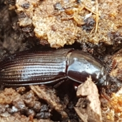 Uloma (Uloma) sanguinipes at Watson, ACT - 7 Jun 2021