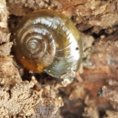 Oxychilus cellarius (Cellar Snail) at Watson Woodlands - 7 Jun 2021 by trevorpreston
