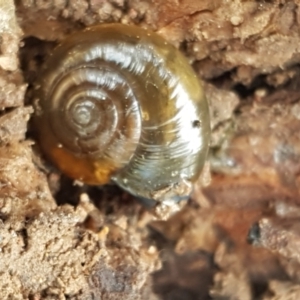 Oxychilus cellarius at Watson, ACT - 7 Jun 2021