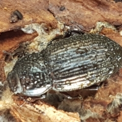 Seirotrana sp. (genus) (Darkling beetle) at Watson, ACT - 7 Jun 2021 by tpreston