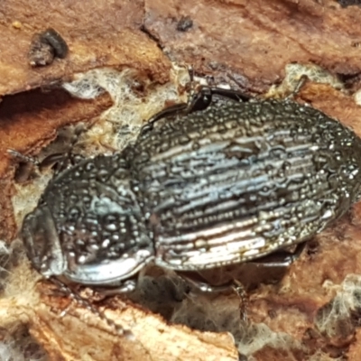 Seirotrana sp. (genus) (Darkling beetle) at Watson, ACT - 7 Jun 2021 by trevorpreston