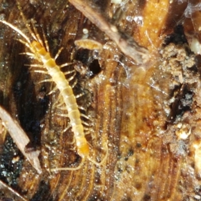 Cryptops sp. (genus) (Blind Scolopendroid Centipede) at Watson Woodlands - 7 Jun 2021 by tpreston
