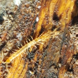 Cryptops sp. (genus) at Watson, ACT - 7 Jun 2021 02:13 PM