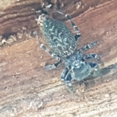 Unidentified Spider (Araneae) at Watson Woodlands - 7 Jun 2021 by trevorpreston