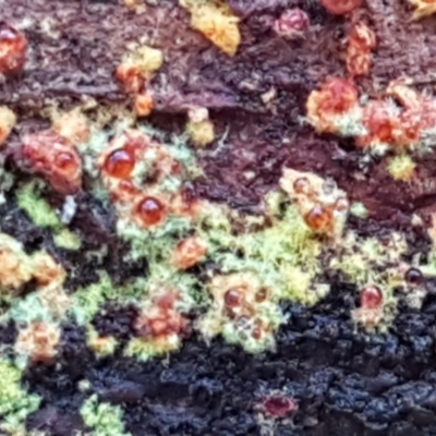 Unverified Fungus at Watson, ACT - 7 Jun 2021 by trevorpreston