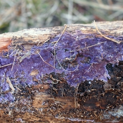 Phlebiopsis crassa (A corticioid or paint fungi) at Bruce Ridge - 5 Jun 2021 by Heino1