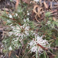 Hakea decurrens (Bushy Needlewood) at Point 5361 - 7 Jun 2021 by Jenny54