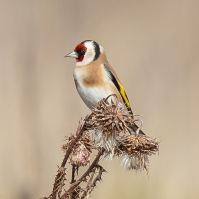 Carduelis carduelis (European Goldfinch) at Namadgi National Park - 7 Jun 2021 by Roger