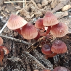 Mycena sp. (Mycena) at Watson, ACT - 7 Jun 2021 by tpreston