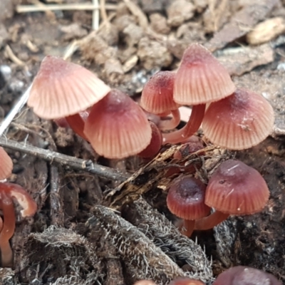 Mycena sp. (genus) (Mycena) at Watson, ACT - 7 Jun 2021 by trevorpreston