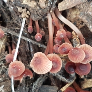 Mycena sp. at Watson, ACT - 7 Jun 2021