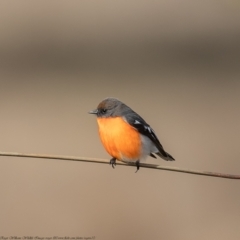 Petroica phoenicea (Flame Robin) at Namadgi National Park - 7 Jun 2021 by Roger