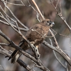 Falco berigora (Brown Falcon) at Namadgi National Park - 7 Jun 2021 by Roger