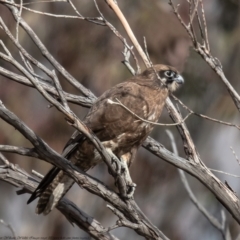 Falco berigora (Brown Falcon) at Booth, ACT - 7 Jun 2021 by Roger