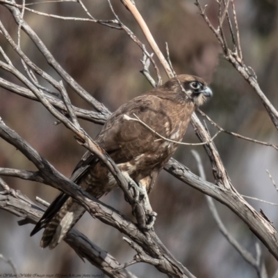 Falco berigora (Brown Falcon) at Namadgi National Park - 7 Jun 2021 by Roger
