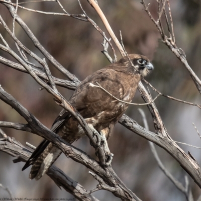 Falco berigora (Brown Falcon) at Booth, ACT - 7 Jun 2021 by Roger