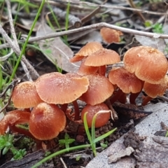 Laccaria sp. (Laccaria) at Watson, ACT - 7 Jun 2021 by trevorpreston