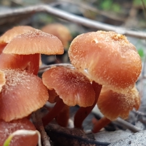 Laccaria sp. at Watson, ACT - 7 Jun 2021