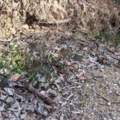Hardenbergia violacea (False Sarsaparilla) at Glenroy, NSW - 7 Jun 2021 by Darcy