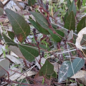 Hardenbergia violacea at Glenroy, NSW - 7 Jun 2021 02:08 PM